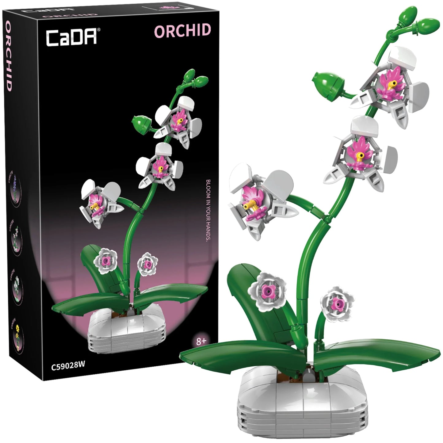 ORCHIDEA