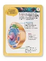 CORPO UMANO (IL) ESPLORO E IMPARO